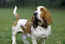 Basset Hound