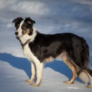 Border Collie