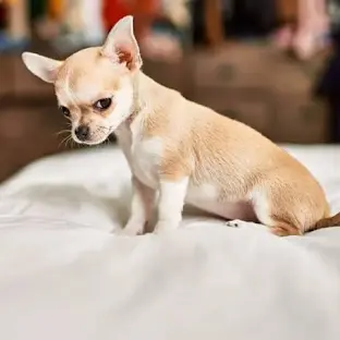 Chihuahua