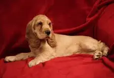 Cocker Spaniel