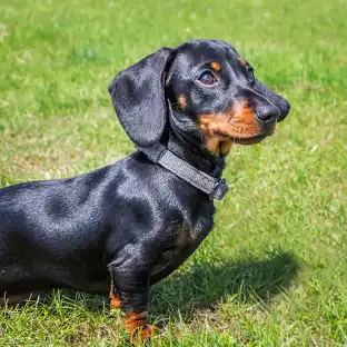 Dachshund