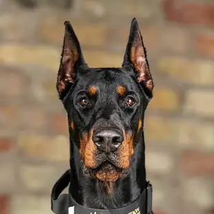 Doberman Pinscher