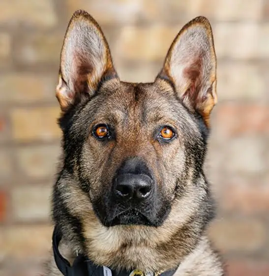 German Shepherd