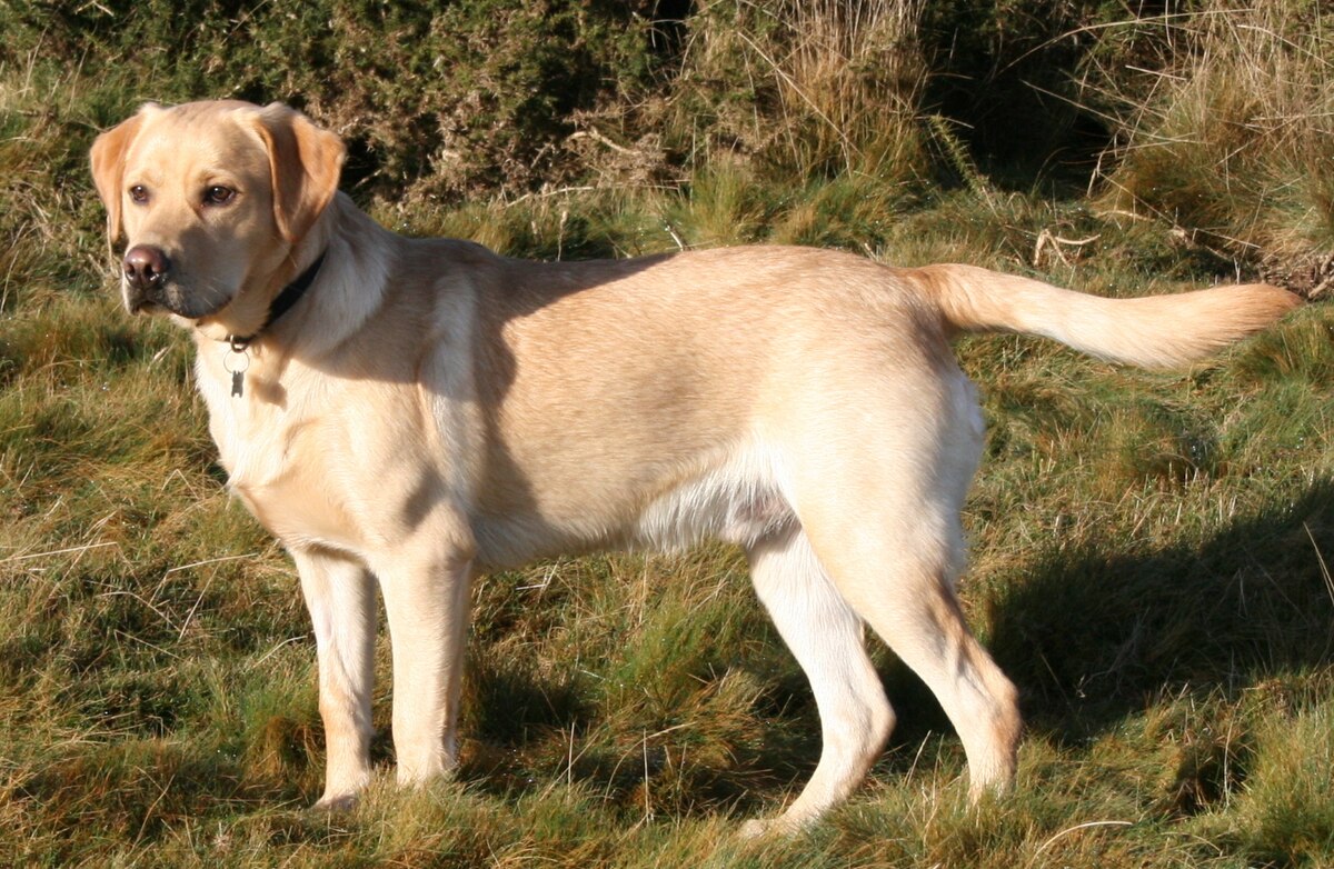 Labrador