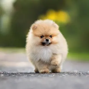 Pomeranian