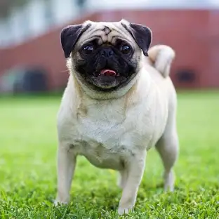 Pug