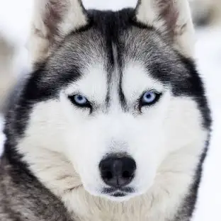 Siberian Husky