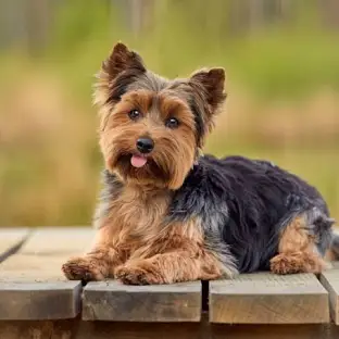 Yorkshire Terrier